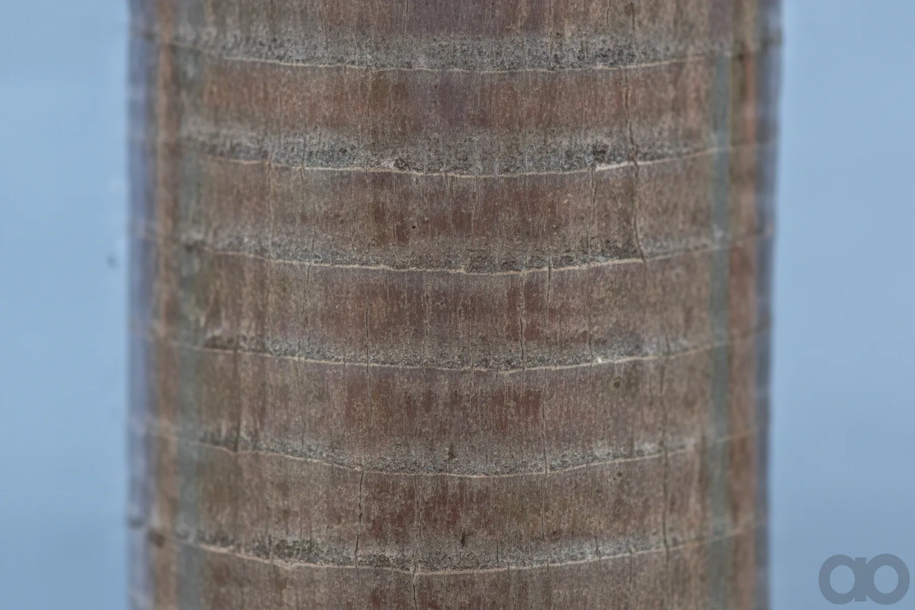 Case IH - AF1881 - Air Filter