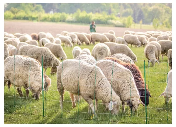 AKO - 27325 - Sheep Netting 90cm S.Spike