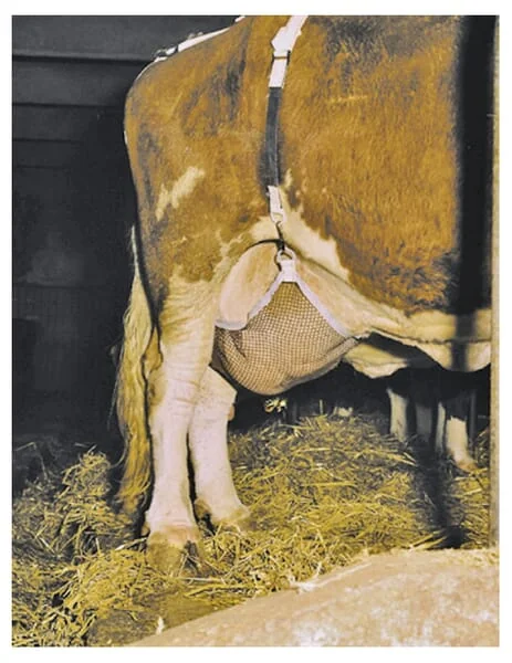 Kerbl - 1579060418 - Udder Protection Harness With Necklace XL