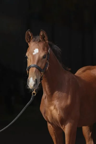 Kerbl - 3224748 - Foal Head Collar Topline Black