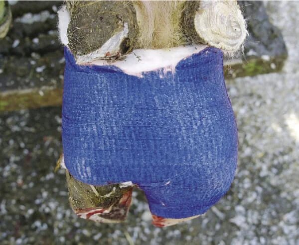 Kerbl - VV1667 - Blue Bandage 7.5cm