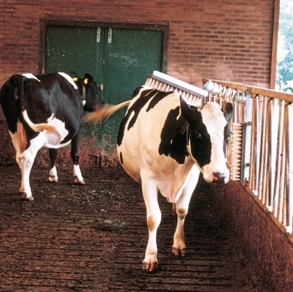 Vink - 1641022002 - Cattle Brush