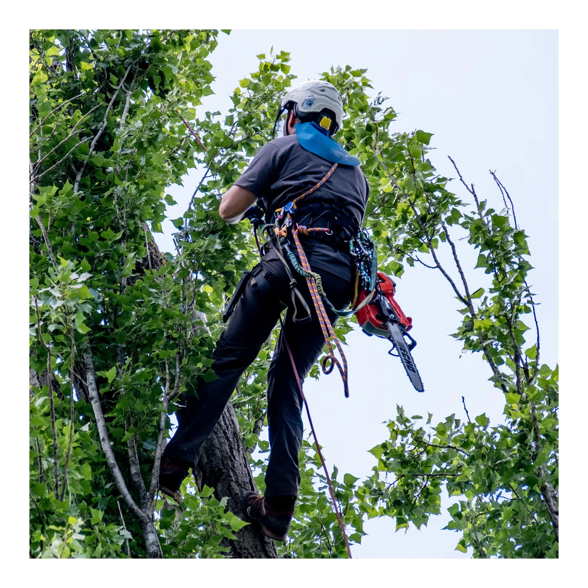 Echo - DCS3000T - Chainsaw 30CM Bare