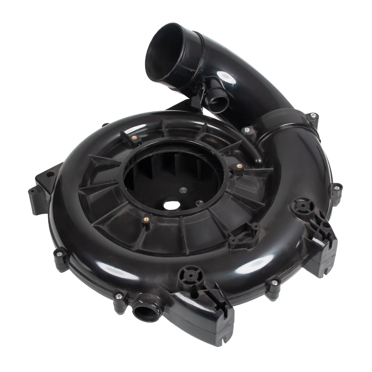 Cedrus