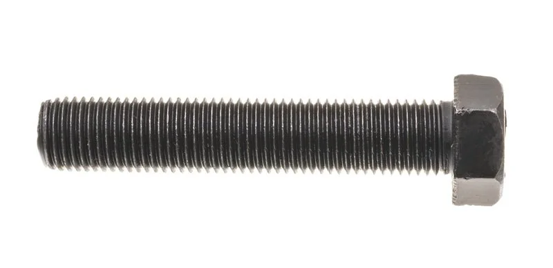 Cedrus