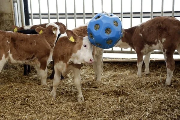 Kerbl - 3210385KER - Feed Play Ball Blue For Horses